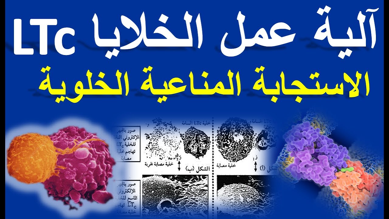 دور الخلايا LTc (الاستجابة المناعية الخلوية)