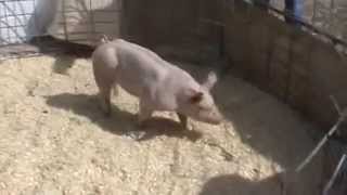 Lot 92  12-2 Barrow Sweet Tooth x High Standards (1/9)