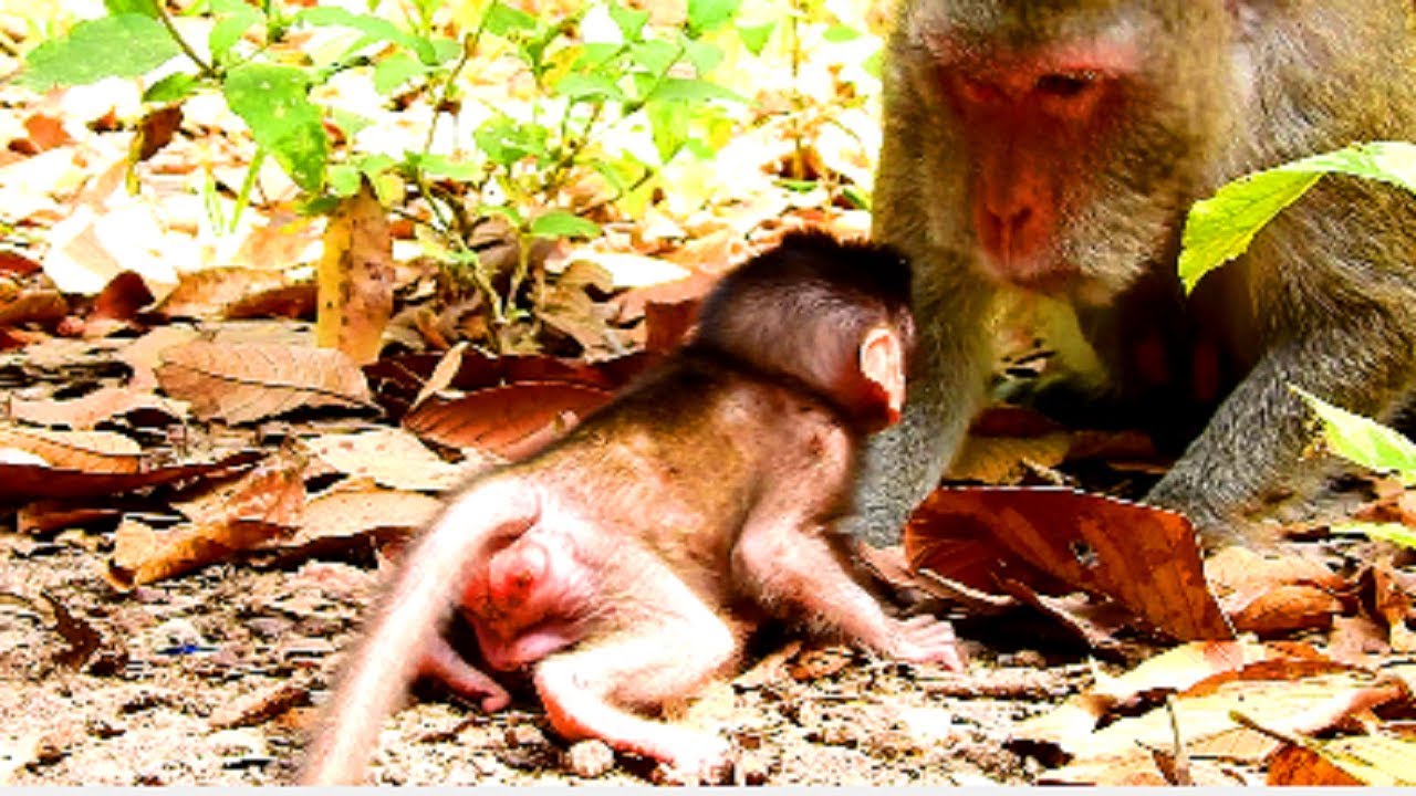 What's Jane Doing With Her Adorable Baby Monkey Janet!