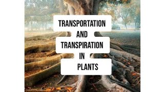 Transportation and Transpiration in plants for std 7th science .