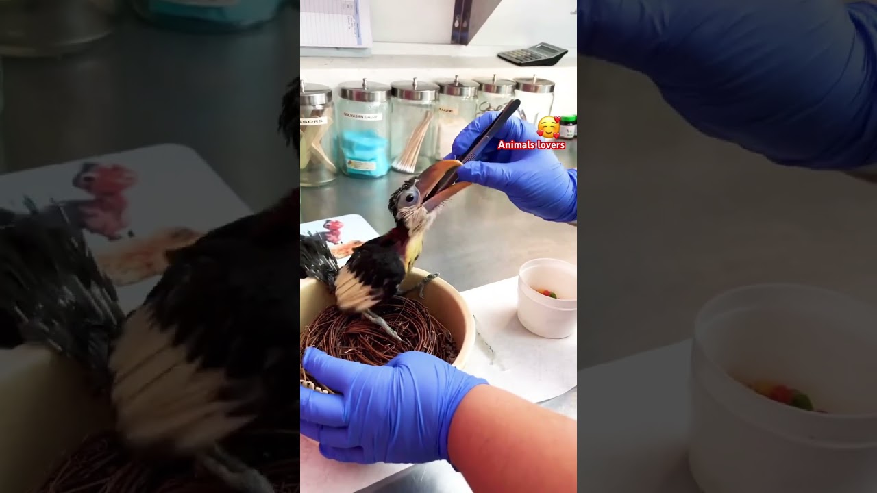 Baby parrot feeding 🥰 