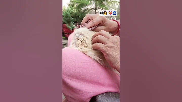 Video 9987561: pet cats entertainment, cat funny pets love, cat pets cute love