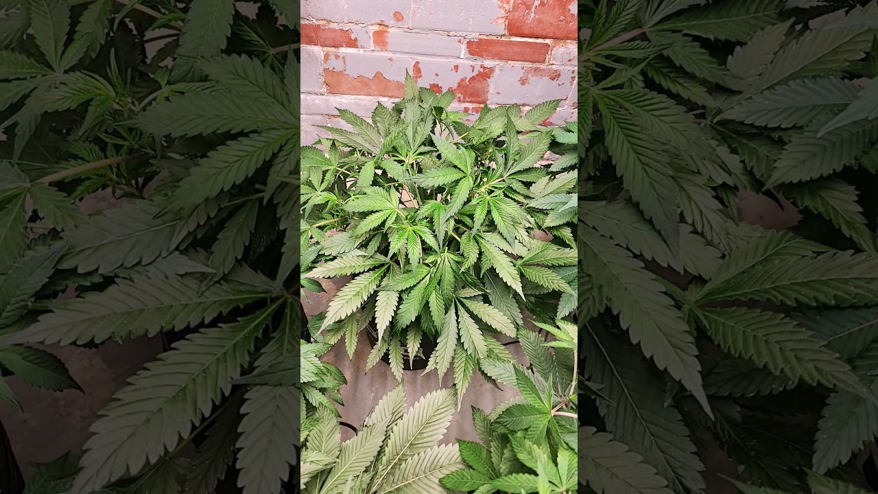 background music by bonnie 