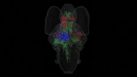 Decoding sensory brain networks: A quick take at S...