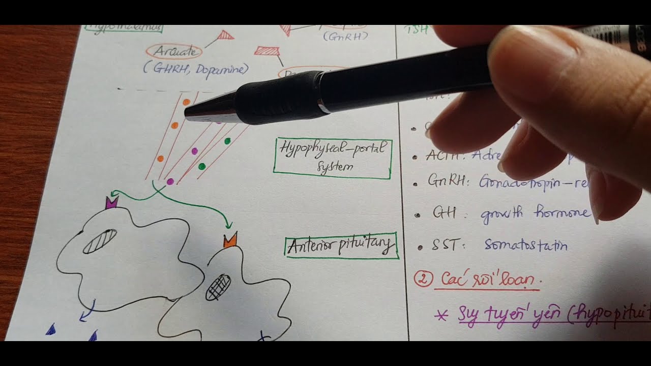 Sinh lý nội tiết 3 - Trục hạ đồi và thùy trước tuyến yên