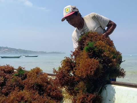Video: Apa Itu Rumput Laut?