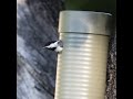 Easy DIY Pipe Birdhouse That Really Works! Easy DIY Pipe Birdhouse That Really Works!