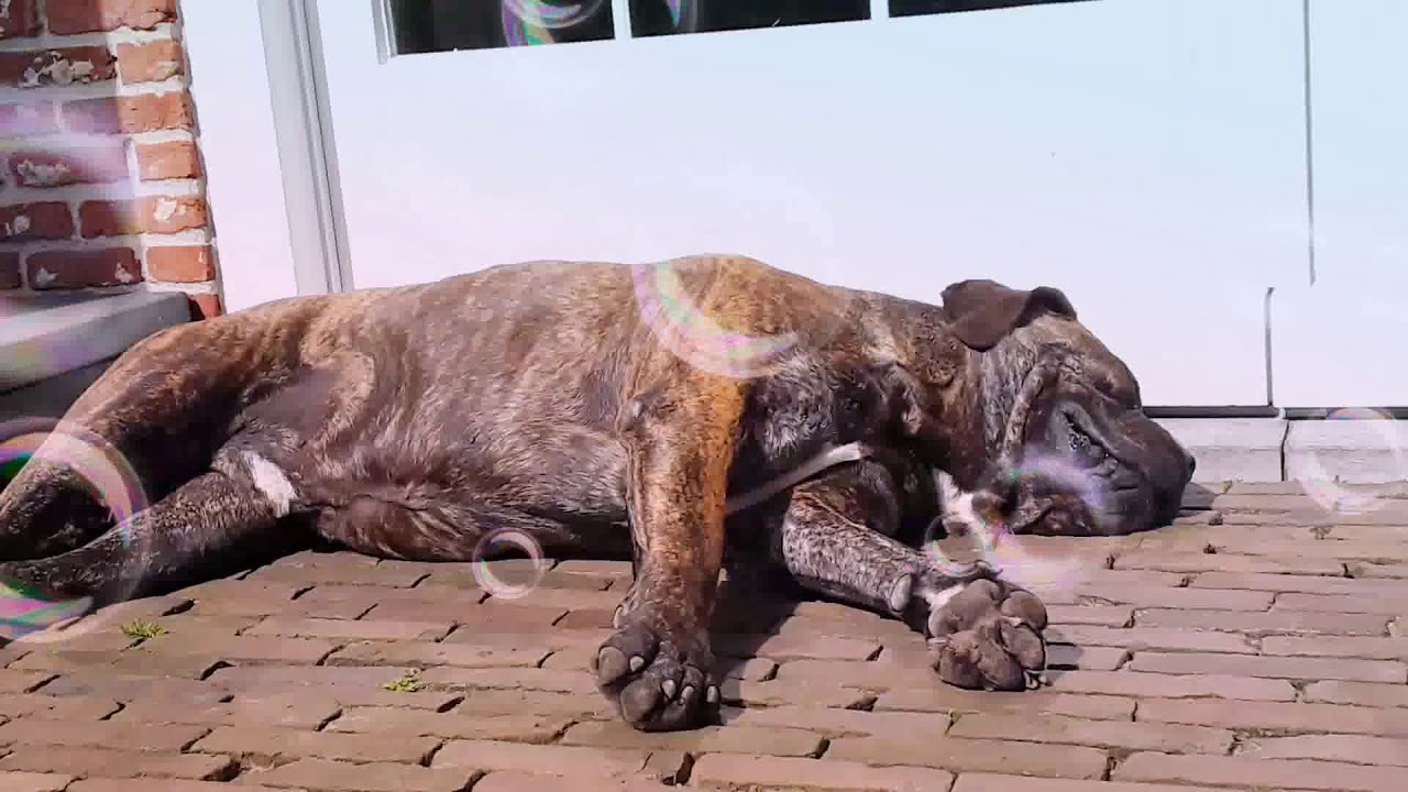 Hij werd dood geschoten - YouTube