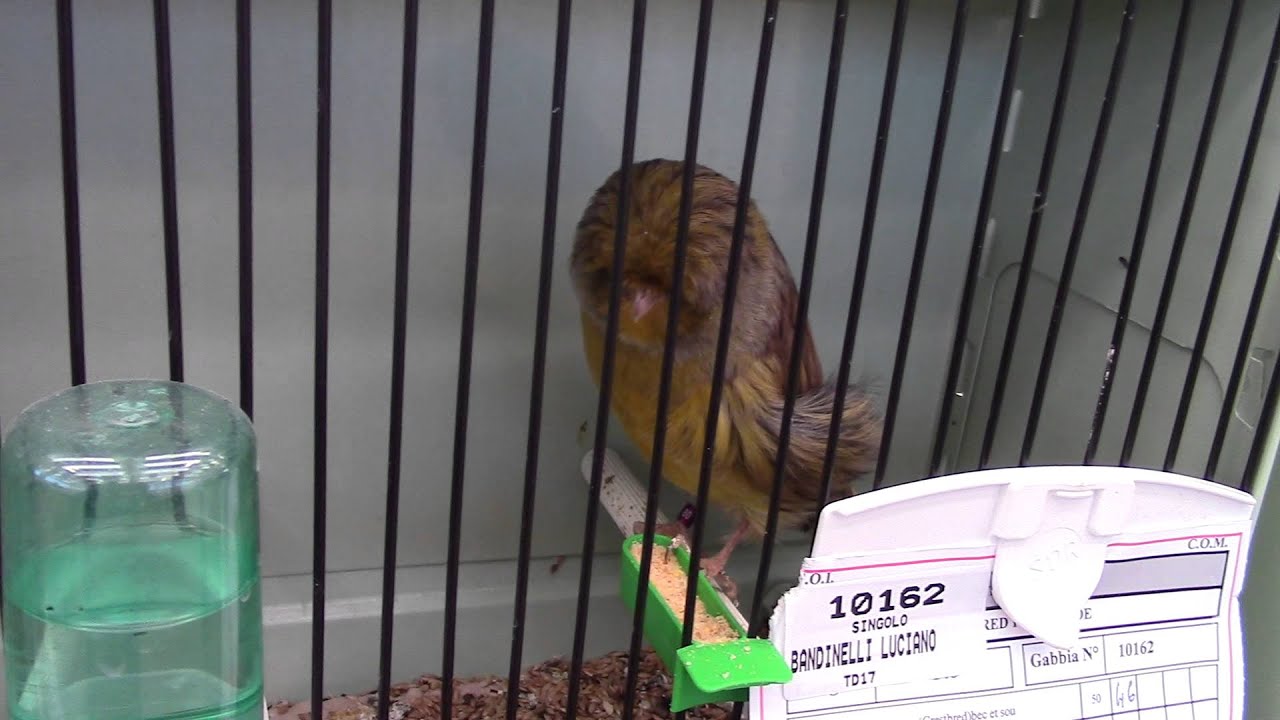 mostra ornitologica reggio emilia Crested Canarini 2015 Humam Azzawi Sweden