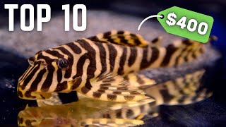 Top 10 Most EXPENSIVE Fish in the Fish Room!