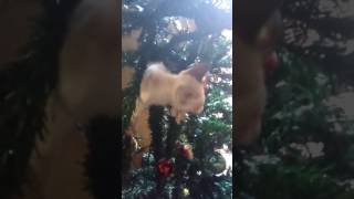 Gatinho Snobell Natalino