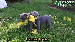Outgoing Frenchton Puppies