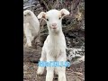 Does this count as bullying a child? #Lamb #Funny #Village Guardian #My Rural Life #Shepherd Prince