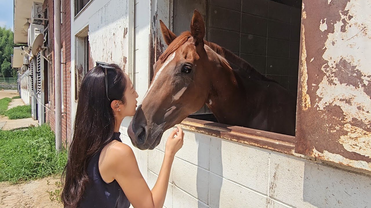 보고픈 데이지. 부산경마장에서 가장 귀여운 이름의 경주마를 만나다🌰🐴