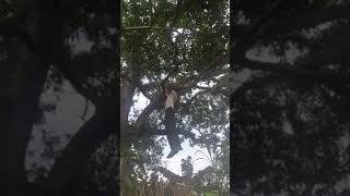 आंबा स्पेशल