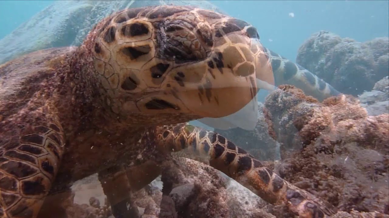 Our Resident Turtle at Baros Maldives.