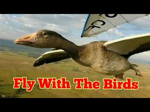 Video: Dataran Tinggi Burung