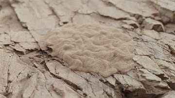 Houdini Motion Graphic