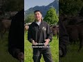Swiss Black Angus Bauernregel / Règle paysanne #3