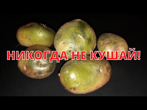 Чем опасен зеленый картофель?