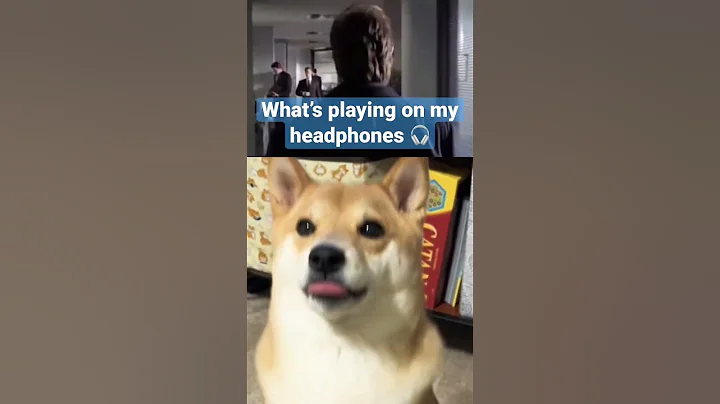 What do you think?🤣#shorts #cutedog #dogshorts #dog #shiba #cute #shibainu #cuteanimals #doggo