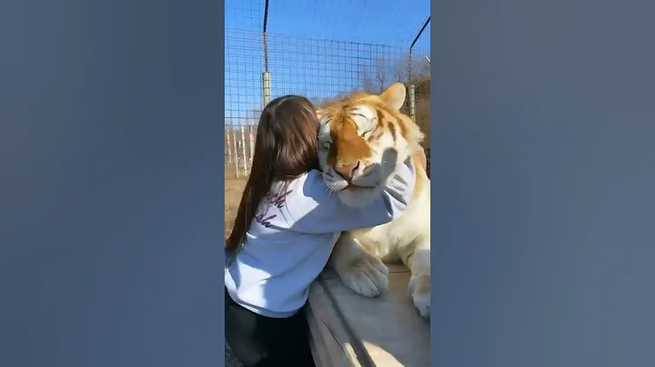 Big 🐱cat cuddling#shorts#tiktok