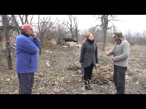 სოფელ ფხვენისში მგლები გამოჩნდნენ