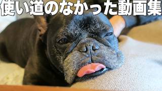 パパのお膝で幸せ充電する甘えん坊フレブル