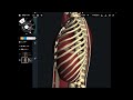 Muscle anatomy around sternum
