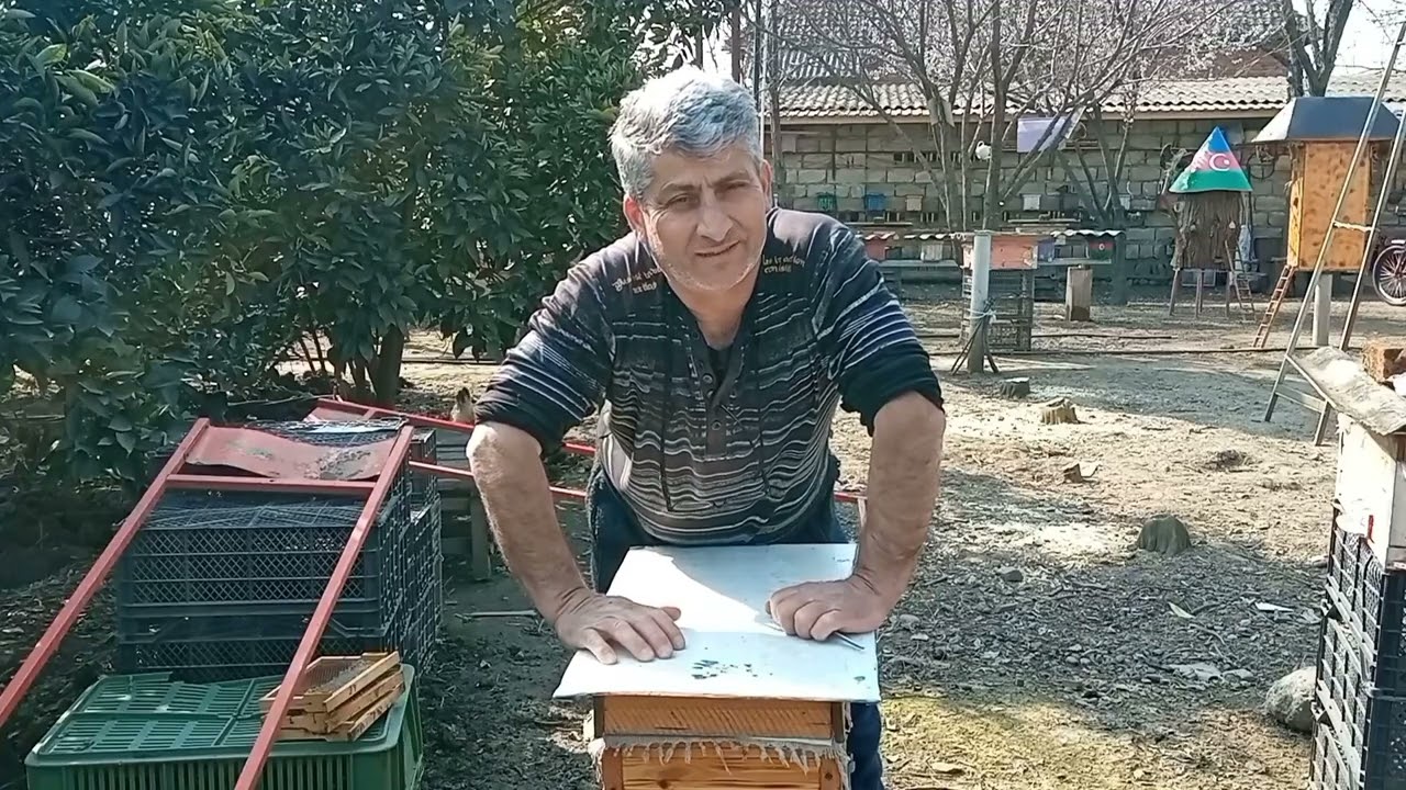 Ana arı 3 şeyə görə yumurta qoymağı çoxaldır.