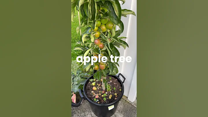 🍎 Best Fruit Trees to Grow in Pots – Perfect for Small Spaces! 🌿✨