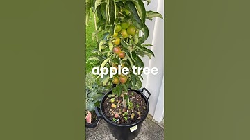 🍎 Best Fruit Trees to Grow in Pots – Perfect for Small Spaces! 🌿✨