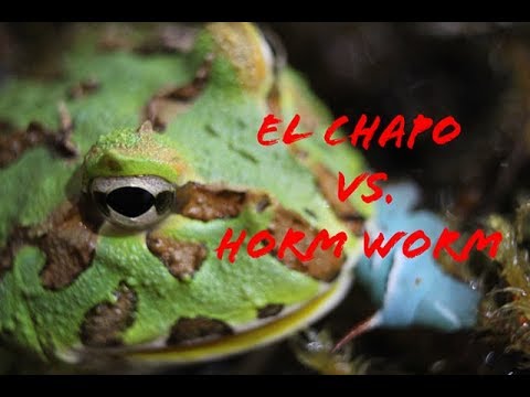 frogmore cottage Pacman frog vs horn worm (Macro)