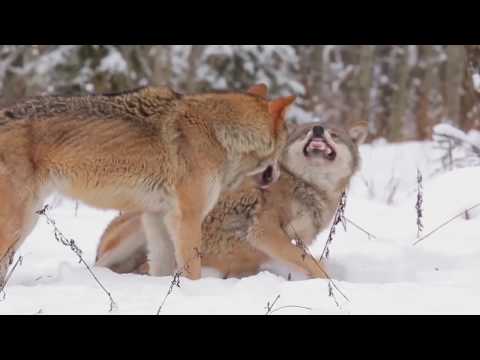 Video: Estai Gelbėjo Vilką Nuo Ledo, Manydami, Kad Tai Vilkas