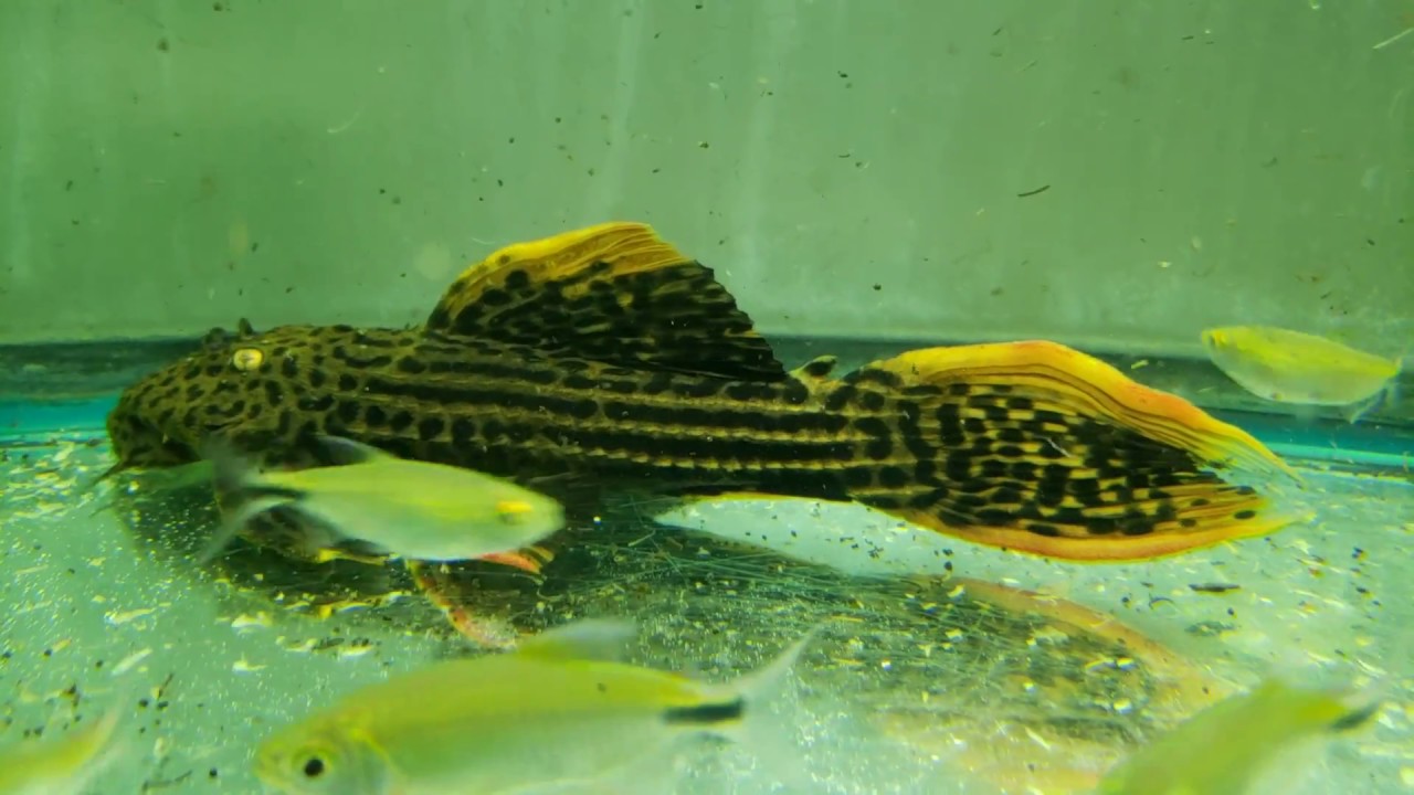 Scarlet Pleco L025 - YouTube