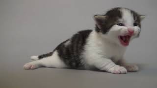 Cattery FANTARJAノルウェージャンフォレストキャットの子猫紹介してるyoutubeサイトです。YT-B君 by Yumiko Sotozaki 178 views 2 years ago 1 minute, 30 seconds