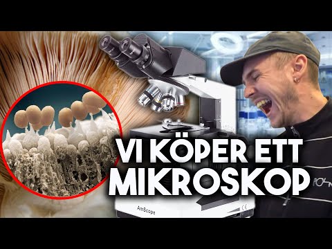 ÄCKLIGA SAKER UNDER MIKROSKOP