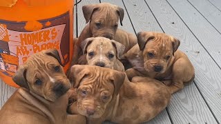 The Worlds Rarest Colored Pit Bull Puppies