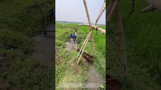 Irrigating the Rice Field Using a Traditional Tool