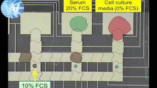 Cell Impedance Serial Dilution