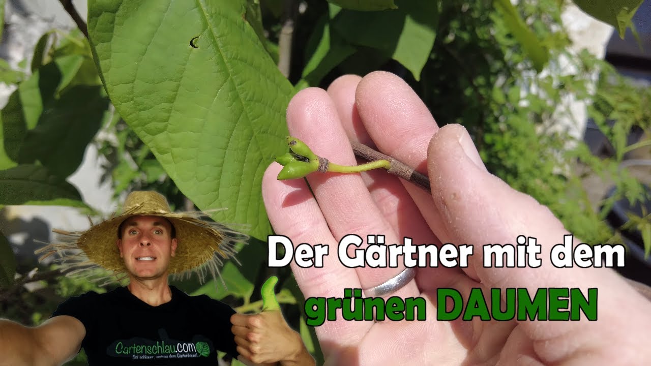Indianerbanane Sunflower Ende Mai: Bleiben die Früchte hängen?