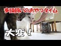 猫の多頭飼いのおやつの時間！ちゅるビ～で大興奮！ - The snack time of 4 cats -
