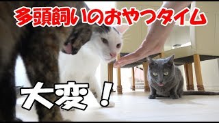 猫の多頭飼いのおやつの時間！ちゅるビ～で大興奮！ - The snack time of 4 cats -