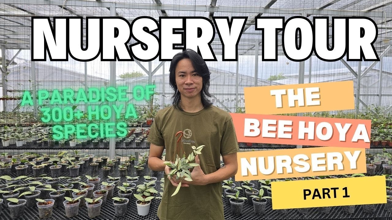 Nursery Tour at The Bee Hoya: A Paradise of 300+ Hoya Species in Bogor, Indonesia! - Part 1