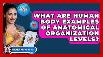 What Are Human Body Examples Of Anatomical Organization Levels? - All About Anatomy Answers