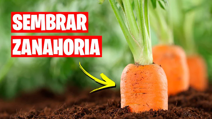 Como sembrar Zanahorias 🥕 Huerto Urbano Paso a Paso | La Huerta de Ivan