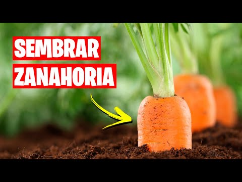 Video: Cómo plantar zanahorias en campo abierto con semillas