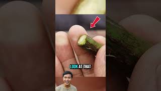 "Have you ever seen 'plant surgery' on a miniature scale? #garden #grafting #plants #howto