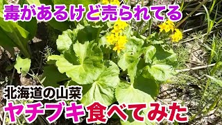 毒があるけど売られてる 北海道の山菜ヤチブキ食べてみた