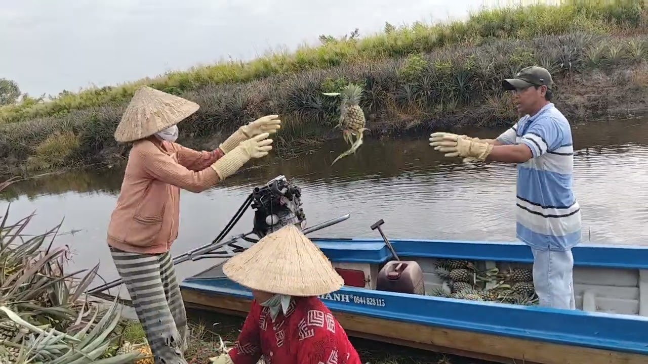 Vùng khóm u Minh thượng KG 🍍🍍🍍